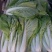 小白菜，毛毛菜，快菜大量上市，自有冷库预冷