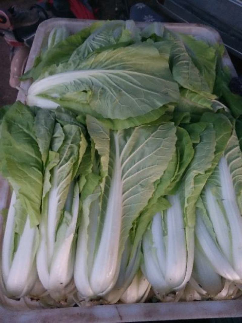 小白菜，毛毛菜，快菜大量上市，自有冷库预冷