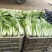 小白菜，毛毛菜，快菜大量上市，自有冷库预冷