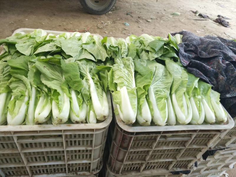 小白菜，毛毛菜，快菜大量上市，自有冷库预冷