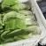小白菜，毛毛菜，快菜大量上市，自有冷库预冷
