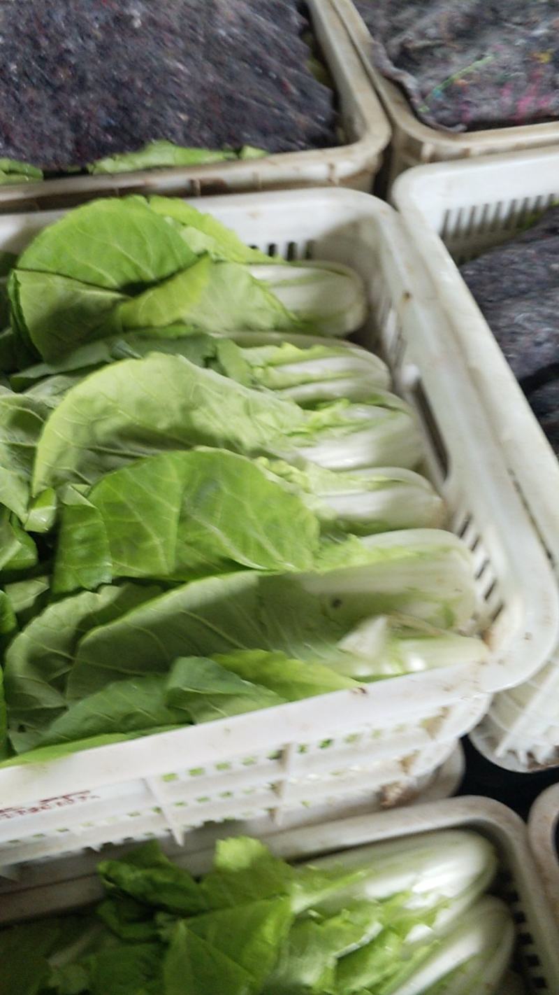 小白菜，毛毛菜，快菜大量上市，自有冷库预冷