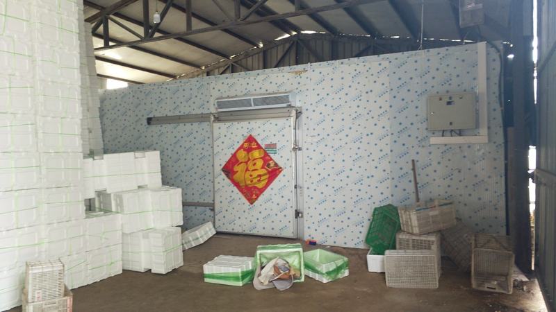 小白菜，毛毛菜，快菜大量上市，自有冷库预冷