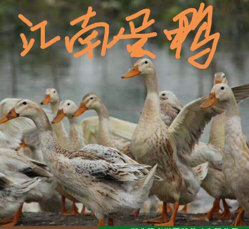 蛋鸭公苗厂家直销批发包运输包路途成活品种纯正