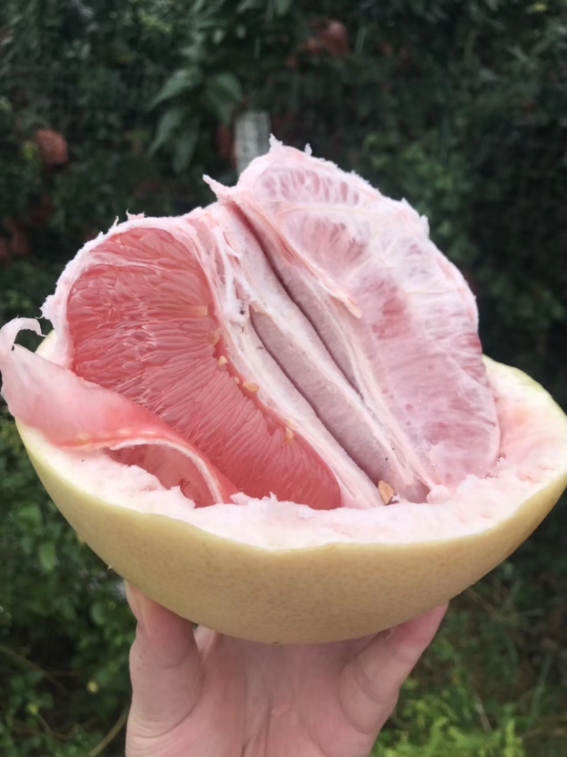 福建红心蜜柚，三红蜜柚