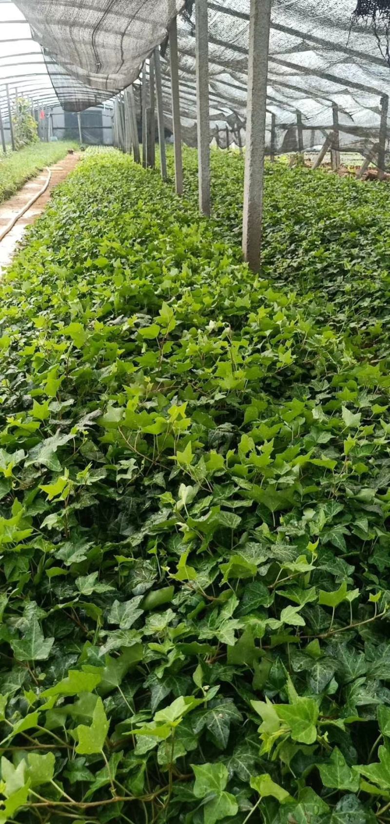 黄金薯金叶薯绿化用黄金薯金叶薯基地直发价格优惠