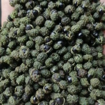 【精品】四川青麻花椒颜色好麻味好价格美丽欢迎联系