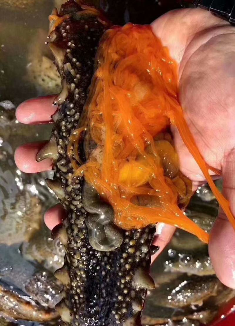海参花号称海海黄金，营养价值高