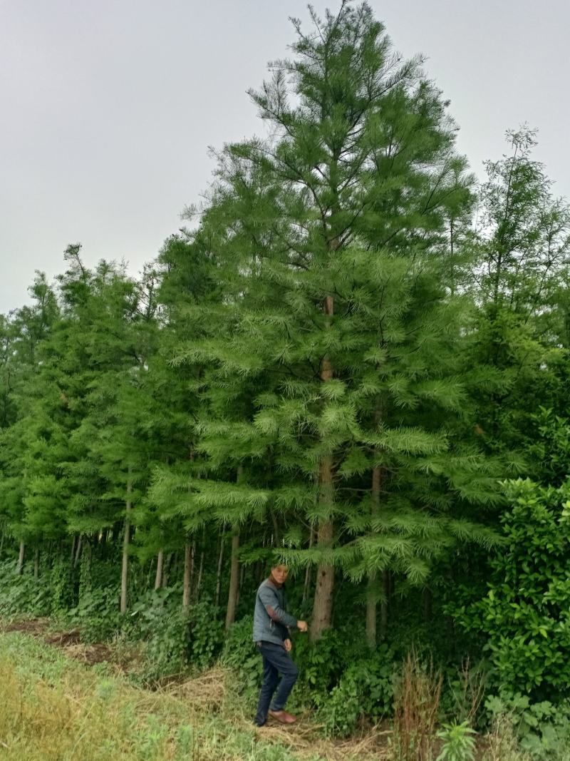 池杉，看货，挖树，量大，价格优惠可开普票欢迎来电订购