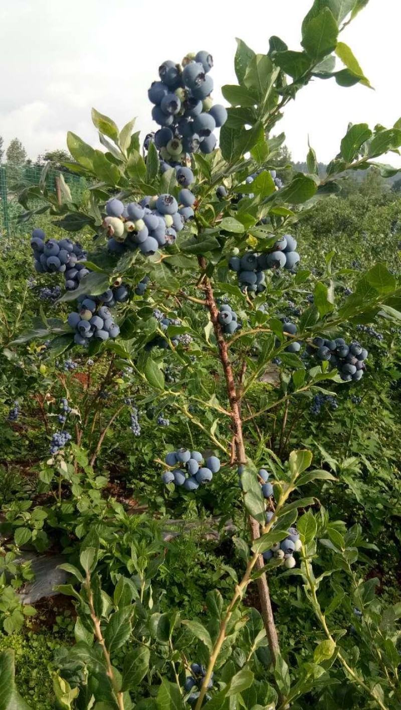 高远蓝莓红酒独特自制