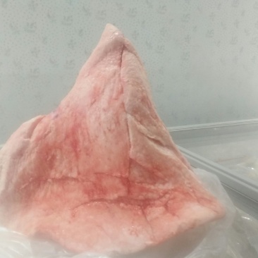 驼峰肉草原野外放养骆驼现宰五斤起拍400斤包邮