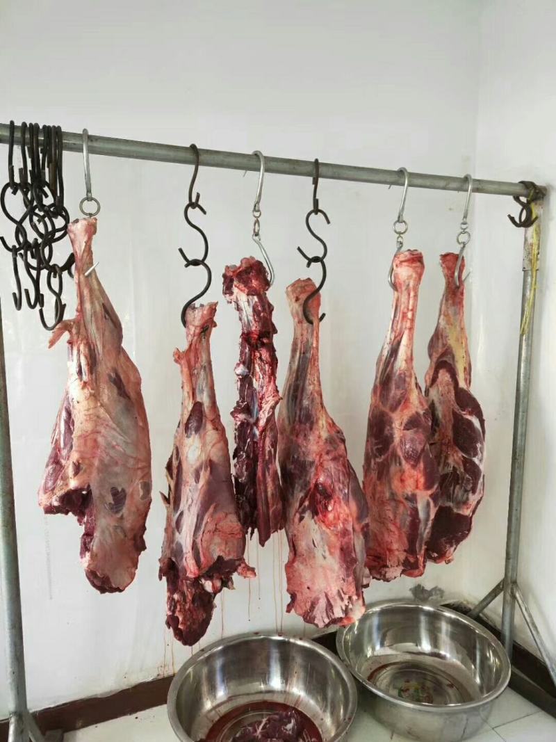 驼峰肉草原野外放养骆驼现宰五斤起拍400斤包邮