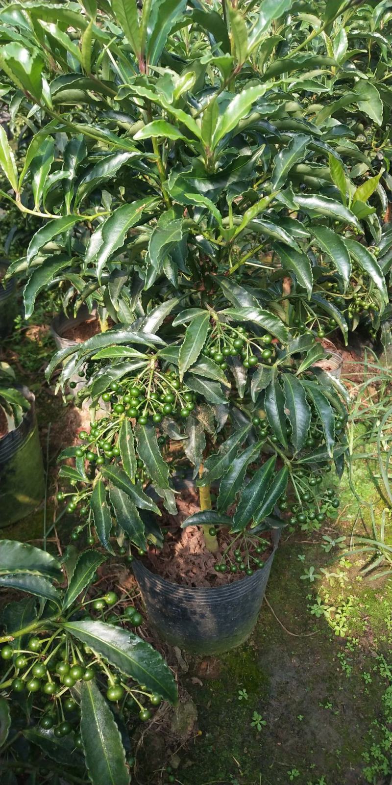 富贵籽又名朱沙根盆载
