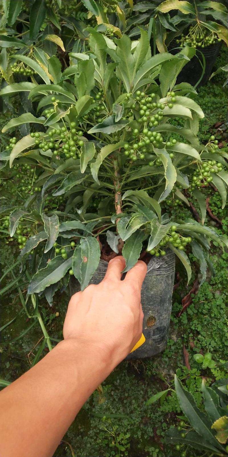 富贵籽又名朱沙根盆载