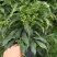 富贵籽又名朱沙根盆载