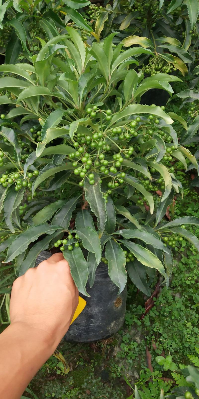 富贵籽又名朱沙根盆载