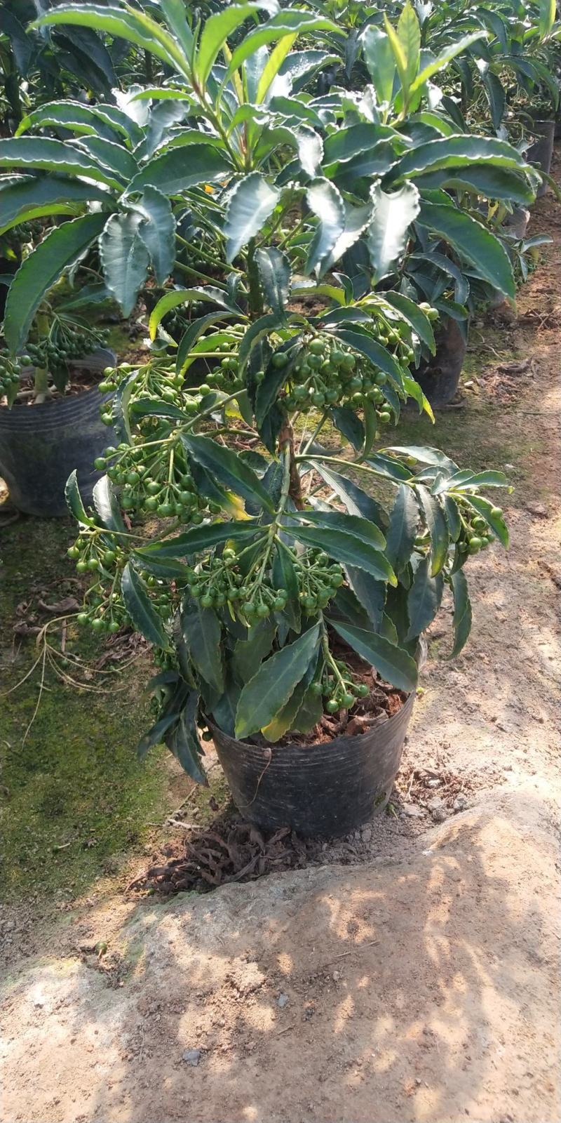 富贵籽又名朱沙根盆载