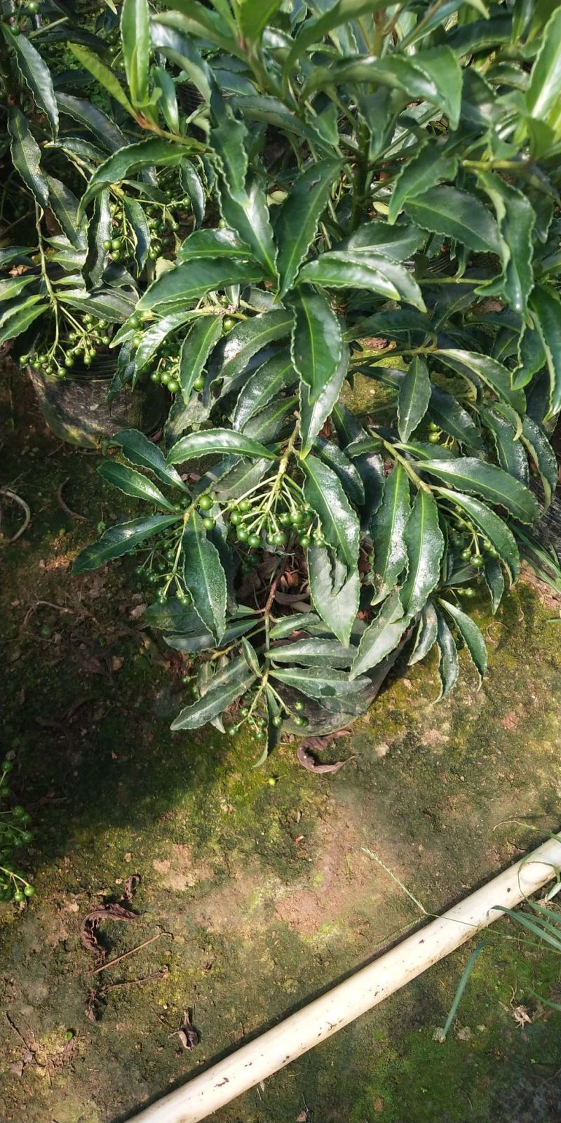 富贵籽又名朱沙根盆载