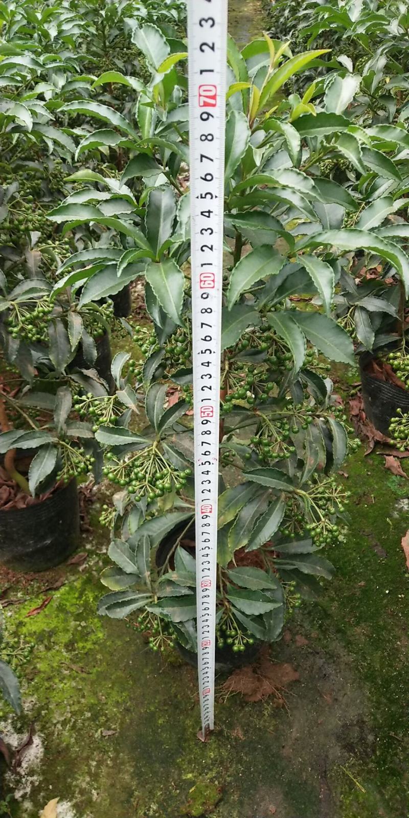 富贵籽又名朱沙根盆载