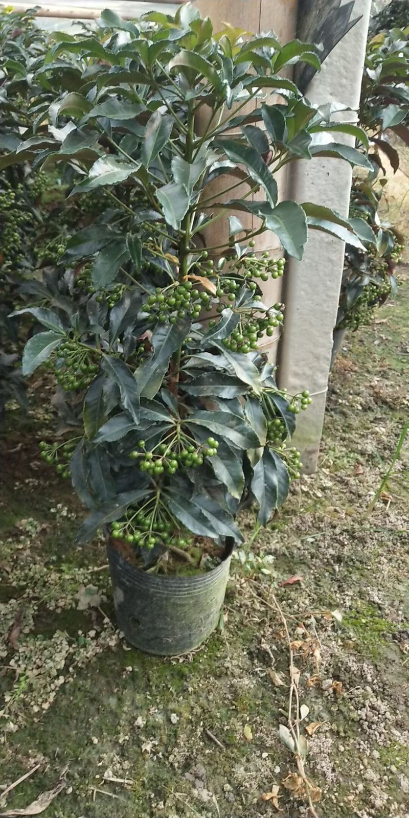 富贵籽又名朱沙根盆载