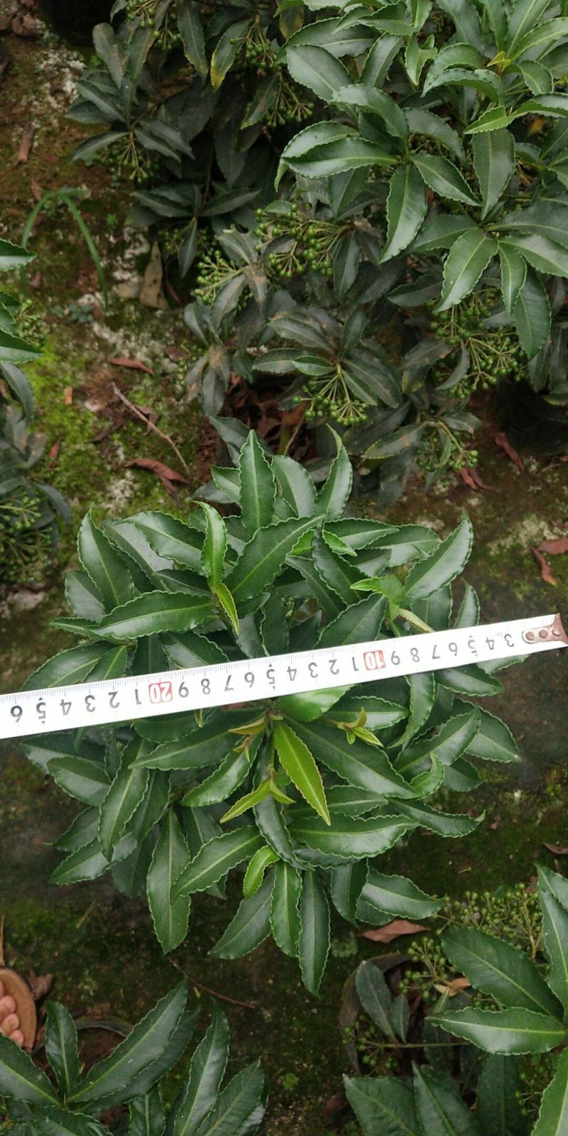富贵籽又名朱沙根盆载