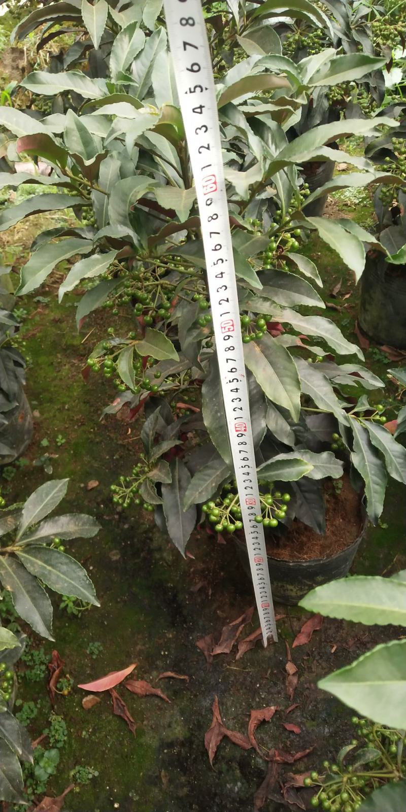 富贵籽又名朱沙根盆载