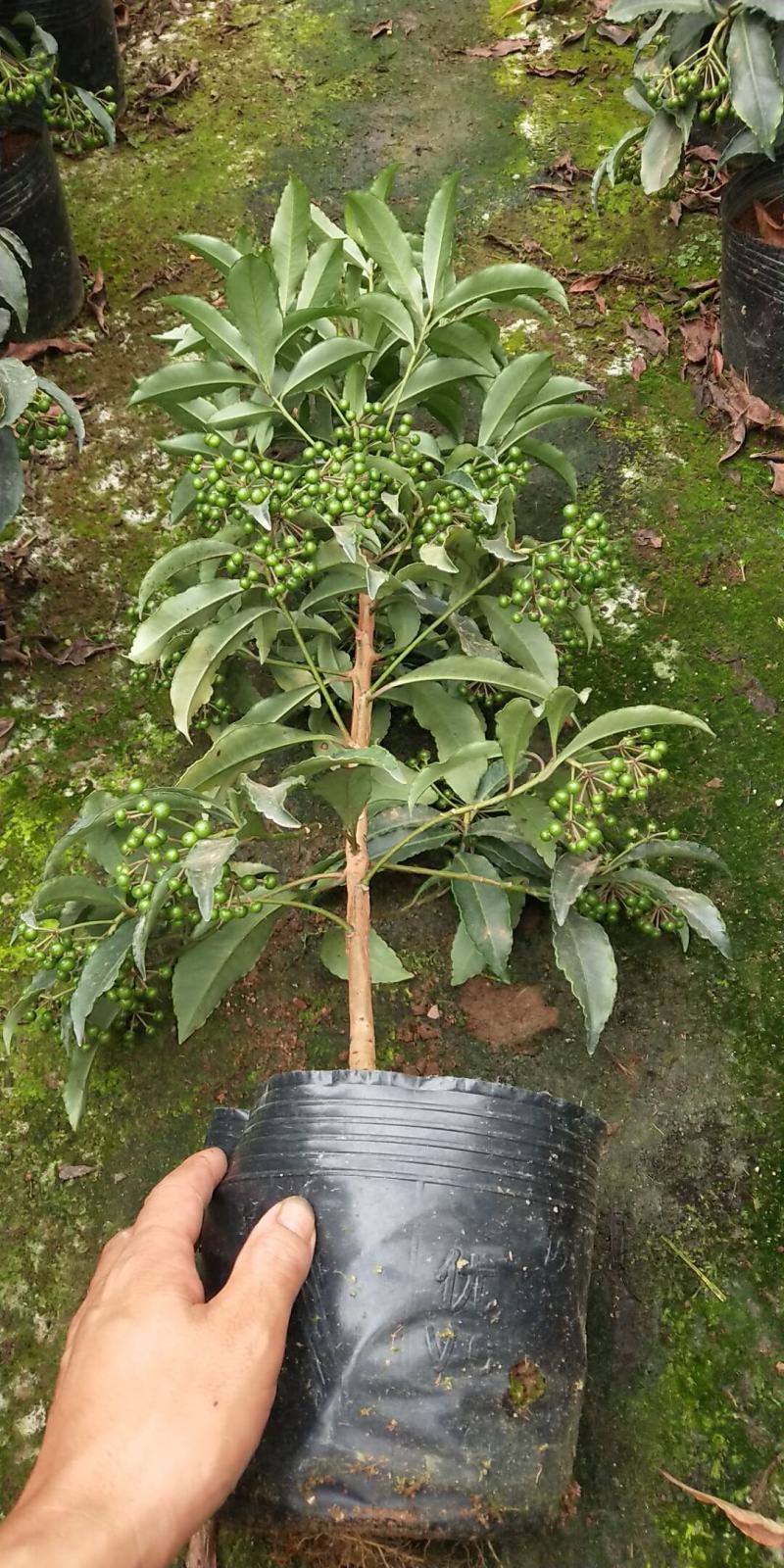 富贵籽又名朱沙根盆载