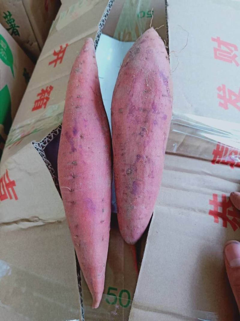 开封祥符区【西瓜红红薯】全国发货一手货源批发