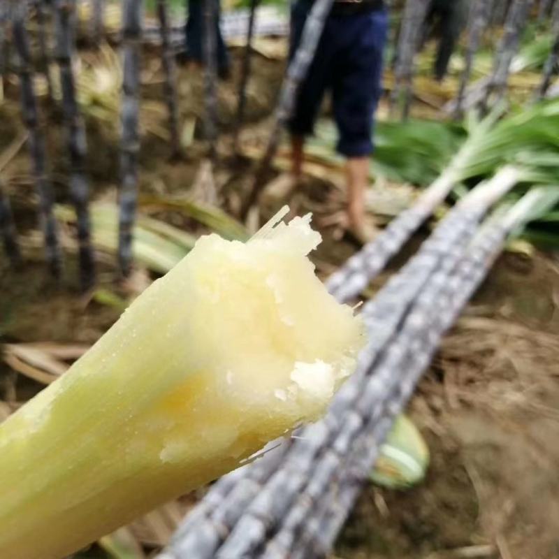 广西甘蔗黑皮甘蔗种植基地对接超市电商一级市场货源充足