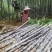广西甘蔗黑皮甘蔗种植基地对接超市电商一级市场货源充足