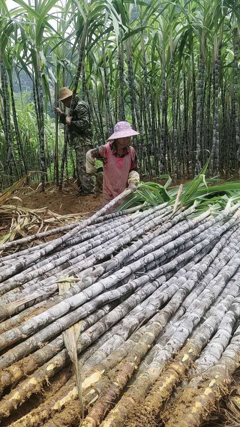 广西甘蔗黑皮甘蔗种植基地对接超市电商一级市场货源充足