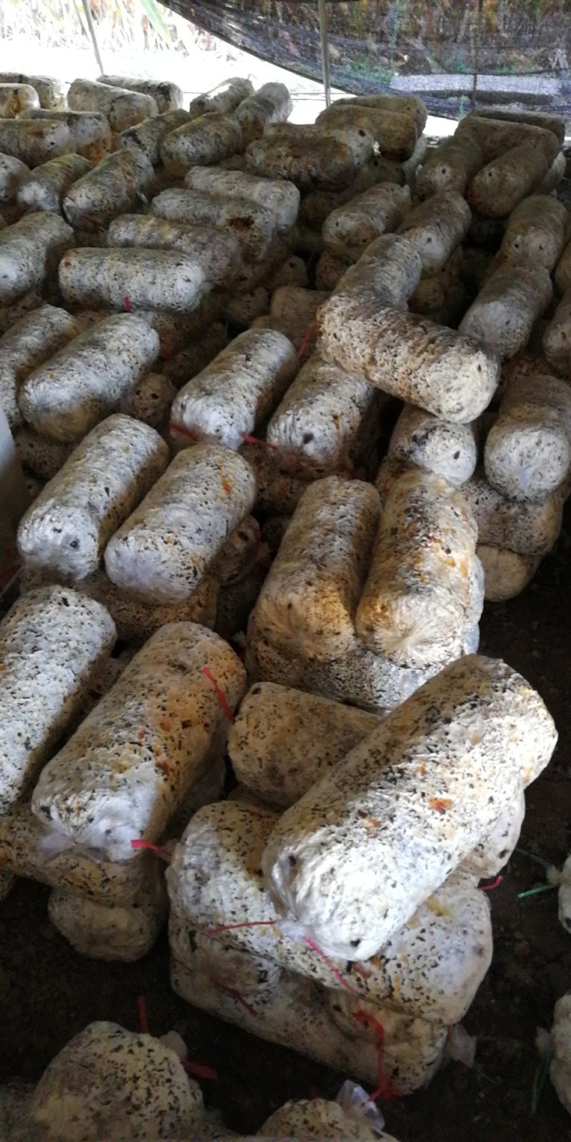 发好菌的菌棒，拉回家就出菇