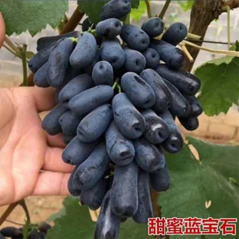 甜蜜蓝宝石葡萄树苗优质嫁接葡萄树苗优质嫁接葡萄树苗