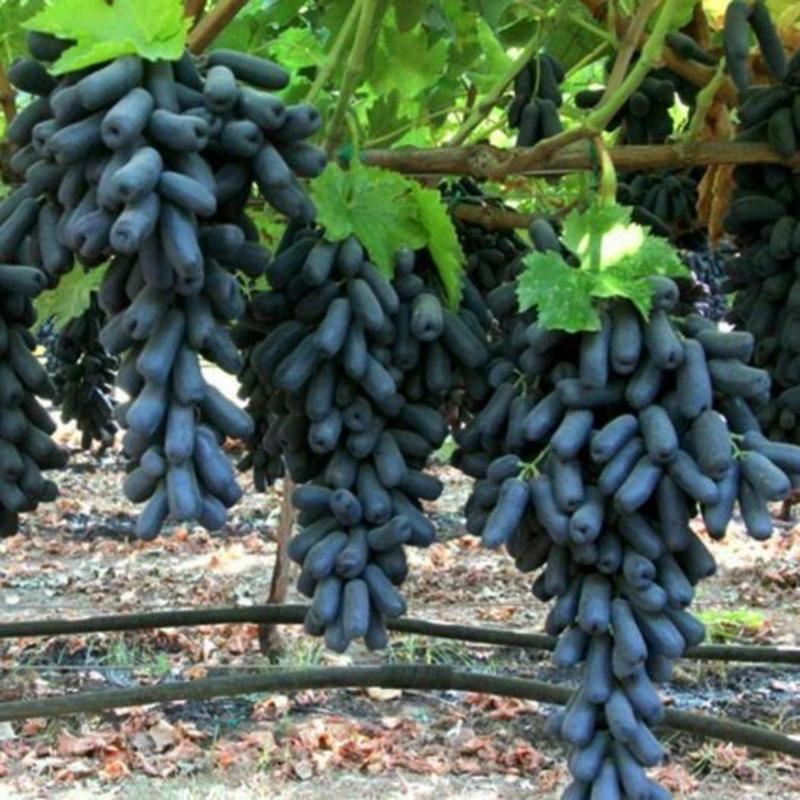 甜蜜蓝宝石葡萄树苗优质嫁接葡萄树苗优质嫁接葡萄树苗