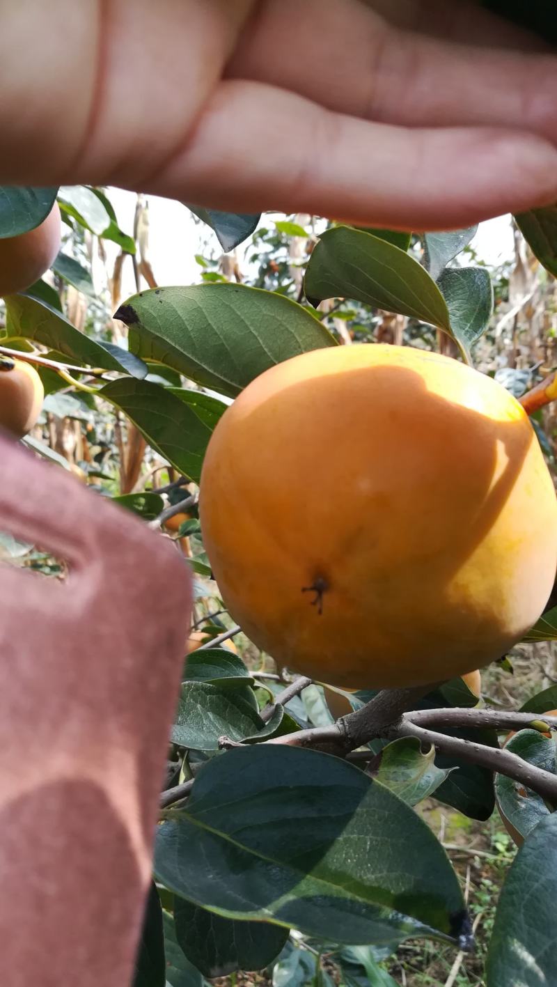 日本洋丰，果型高庄，果肉胞满，无核，脆，甜