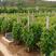 巨盛一号葡萄树苗优质嫁接葡萄树苗品质保证现挖现发