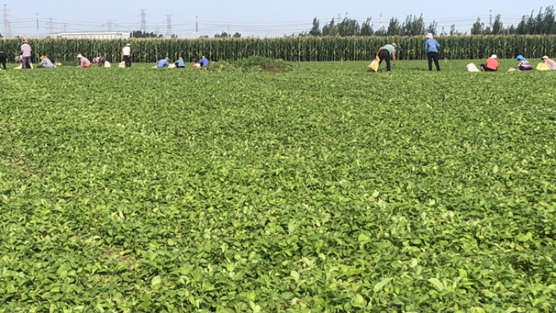 出售山东淄博百亩丹参苗，纯生茬地苗，无病无菌，质量保证。