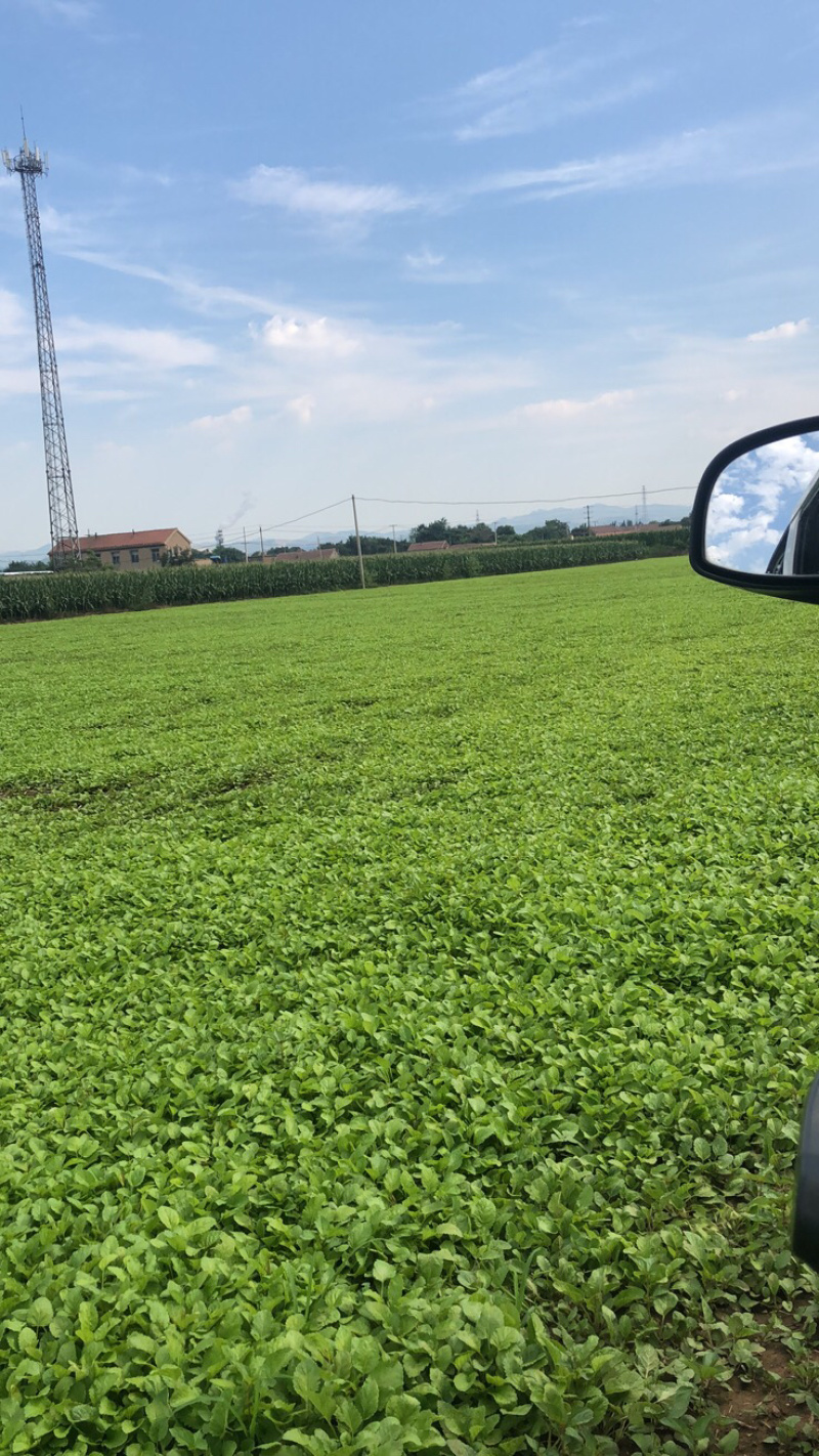 出售山东淄博百亩丹参苗，纯生茬地苗，无病无菌，质量保证。