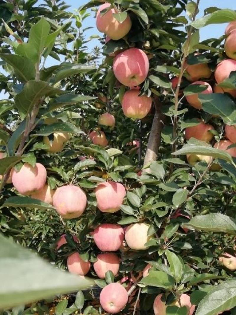 纸袋红星苹果，新红星苹果大量上市价格便宜