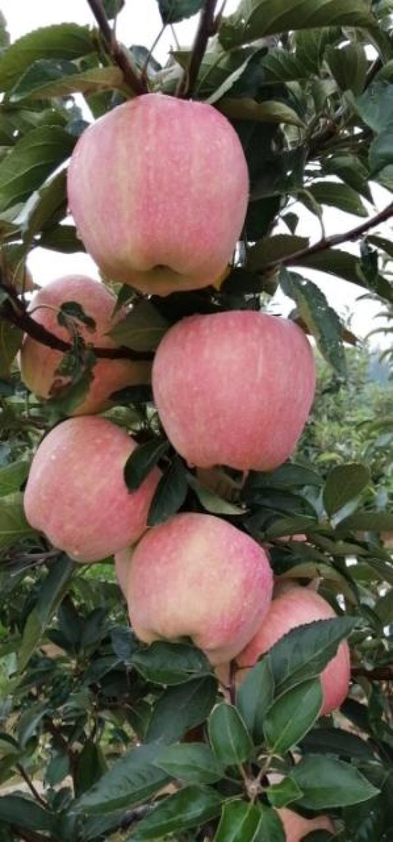 纸袋红星苹果，新红星苹果大量上市价格便宜