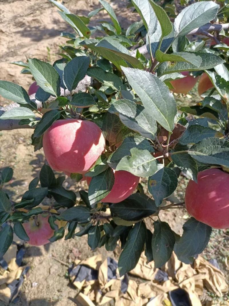 纸袋红星苹果，新红星苹果大量上市价格便宜
