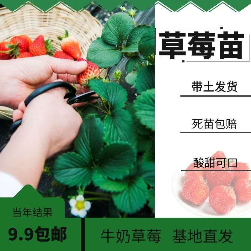 草莓苗，奶油红颜草莓脱毒苗基地直发提供技术指导包邮