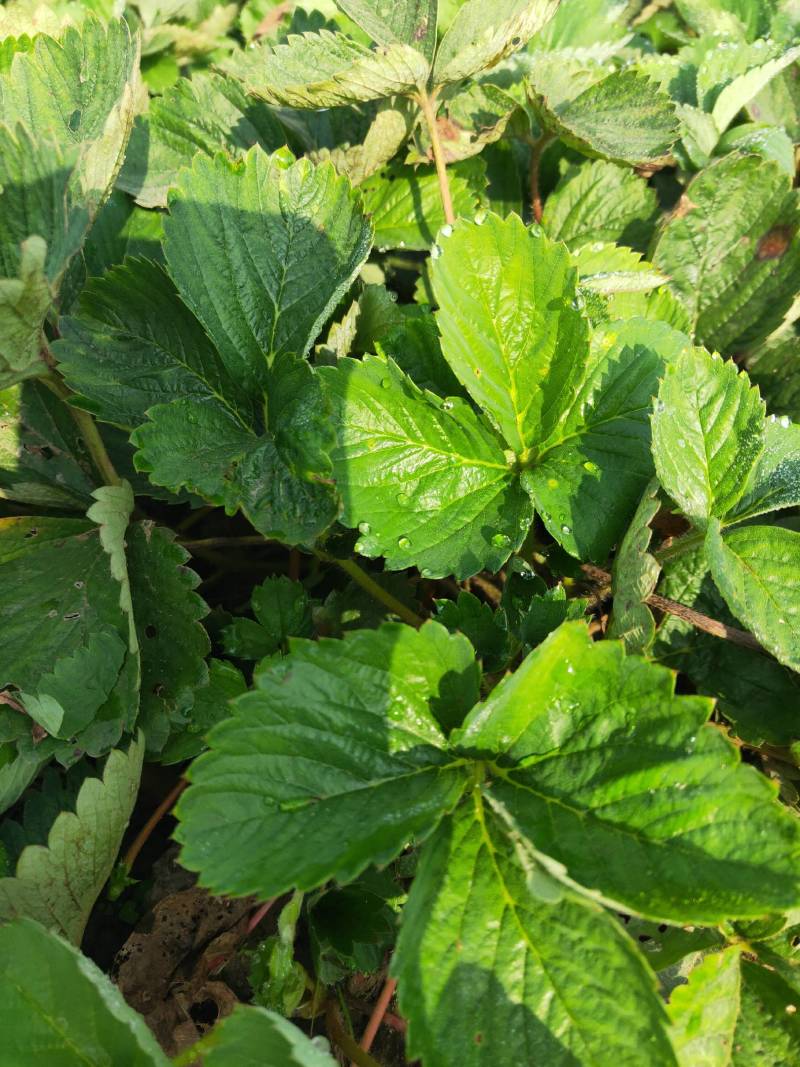 草莓苗，奶油红颜草莓脱毒苗基地直发提供技术指导包邮