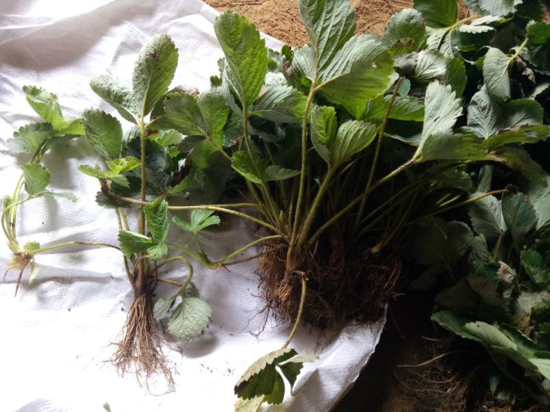 草莓苗，奶油红颜草莓脱毒苗基地直发提供技术指导包邮