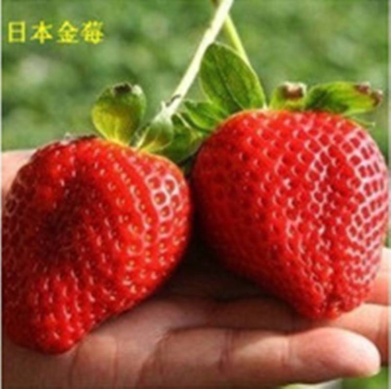 草莓苗，奶油红颜草莓脱毒苗基地直发提供技术指导包邮