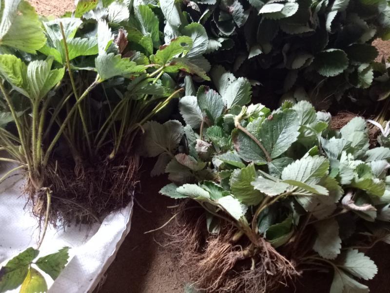 草莓苗，奶油红颜草莓脱毒苗基地直发提供技术指导包邮