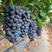 夏黑葡萄树苗优质嫁接葡萄苗无籽葡萄苗品种齐全量大从优