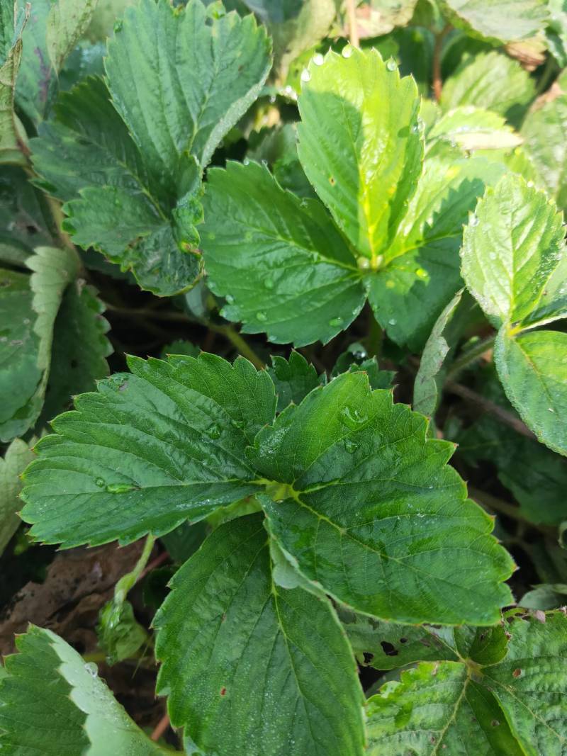 草莓苗，奶油红颜草莓脱毒苗基地直发提供技术指导包邮