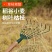 家用搂草筢子铁扒子钢耙子农具园林园艺工具树叶耙草爬草