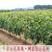 夏黑葡萄树苗优质嫁接葡萄苗无籽葡萄苗品种齐全量大从优